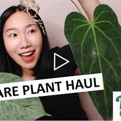 Unboxing Imported Plants from Root Greenhaus: Variegated, Velvety, and Silvery Wishlist Plants