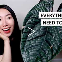 HUGE Anthurium Luxurian Unboxing & EVERYTHING You Need to Know About Ecuagenera (Tips + Promo..