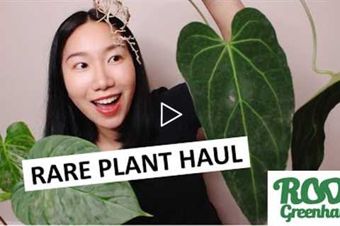 Unboxing Imported Plants from Root Greenhaus: Variegated, Velvety, and Silvery Wishlist Plants