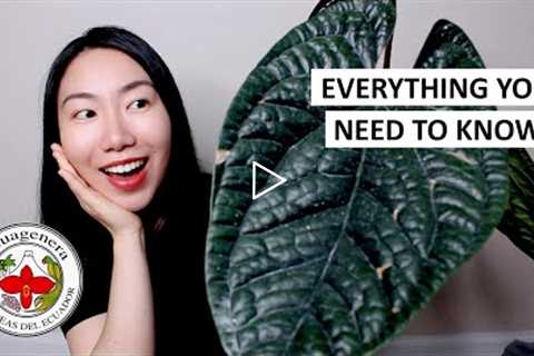 HUGE Anthurium Luxurian Unboxing & EVERYTHING You Need to Know About Ecuagenera (Tips + Promo..